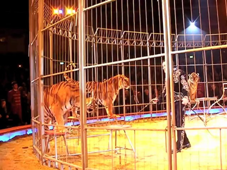 Christian Walliser Tiger-Dompteur im Circus Krone (2008/2009)