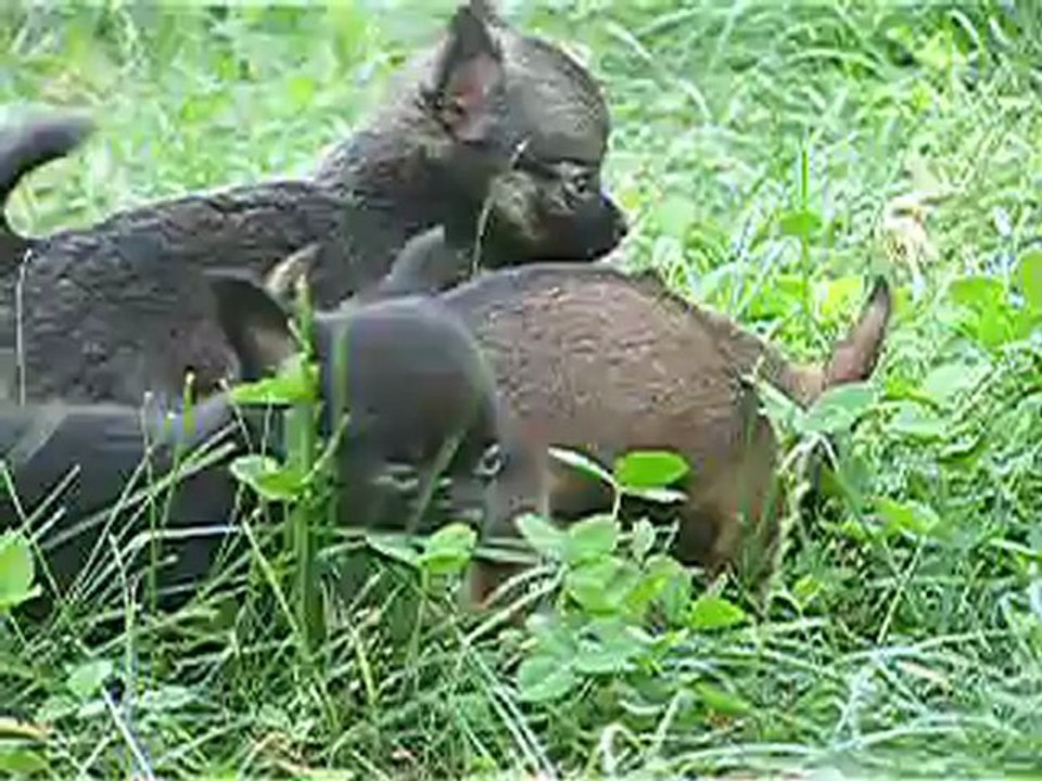 chiots femelles chihuahuas  a coco ! toutes minus !