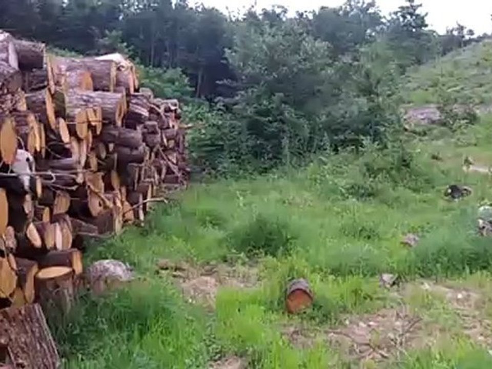 sorti parc à sanglier