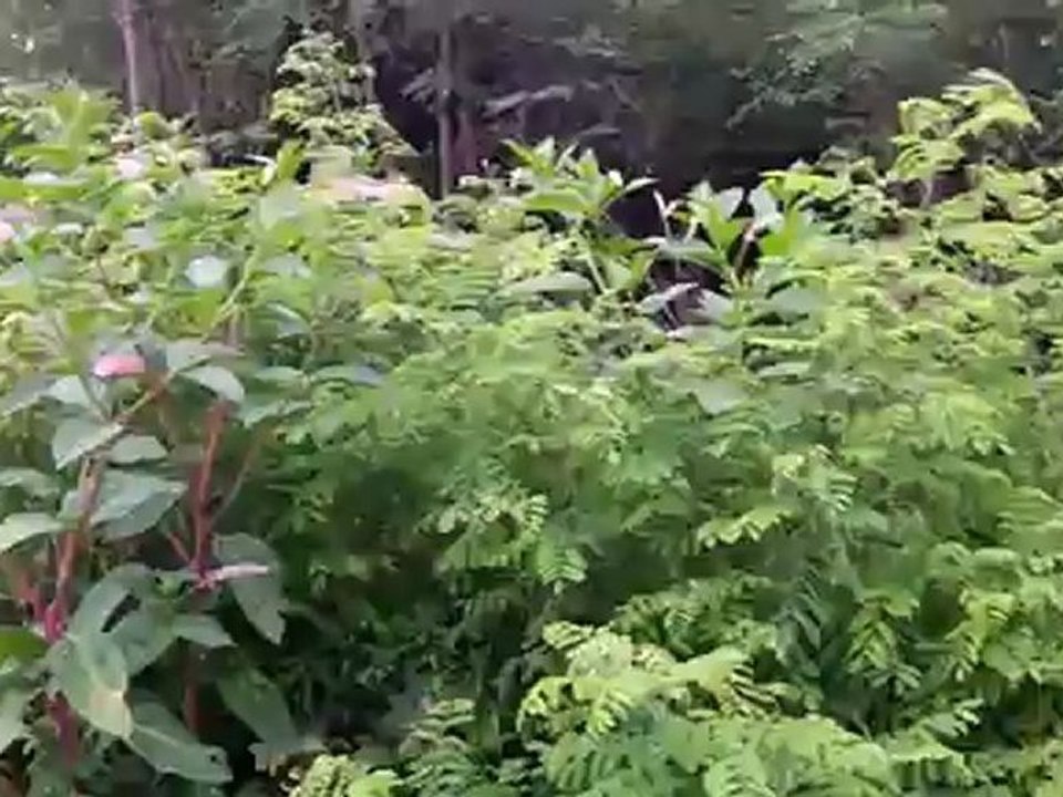 Entrainement parc sanglier