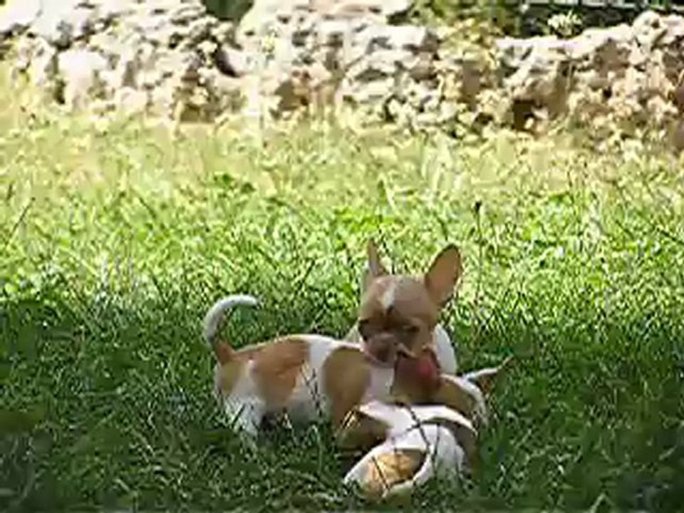 3 petits chihuahuas choco- merles, 2 males , 1 fille disponible nés le 08∕05∕2012