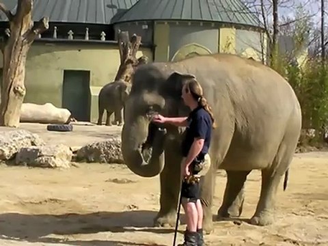 Elefantenbaby Jamuna Toni - 1. Freigang im Tierpark Hellabrunn