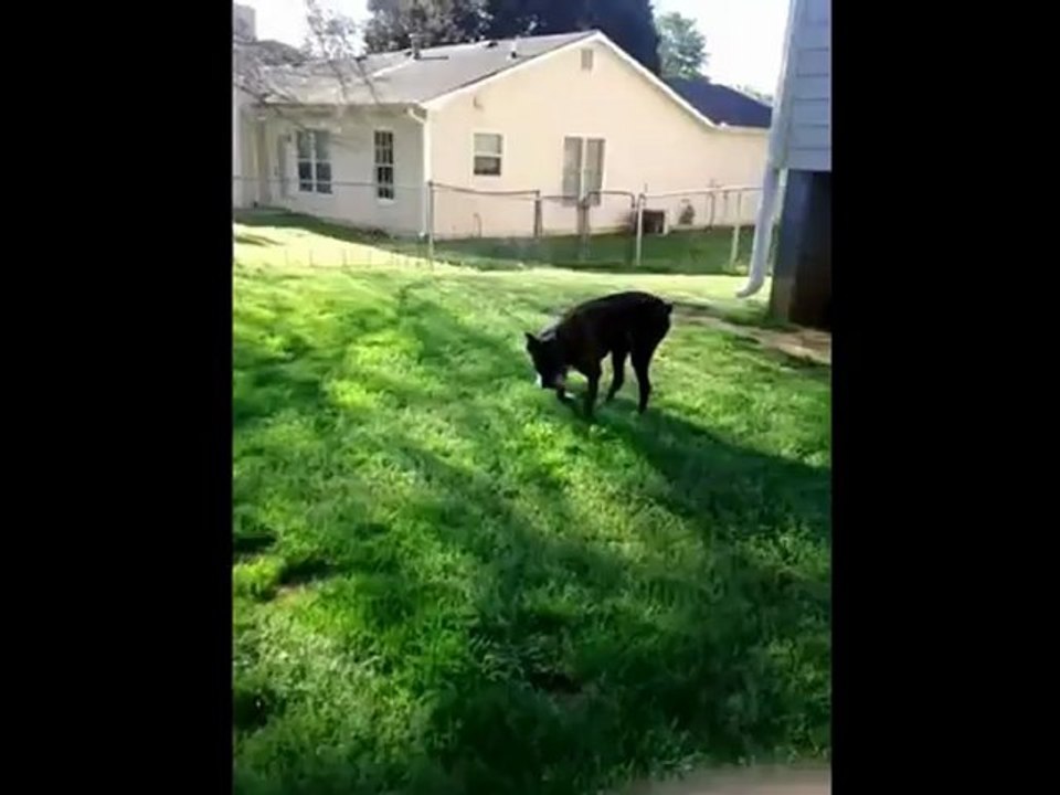 Dog Dysplasia- Boxer changes condition in 12 weeks