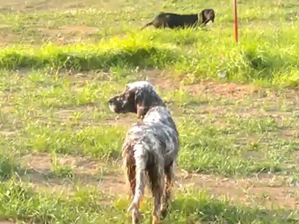 Kara kız Ceny önündeki küçük kuşlara ferma yaparken gizlenmeye çalışıyor ve setterim Benek onların Av olmadığını bildiği halde patrone veriyor....