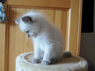 Harper de Funny Ragdolls