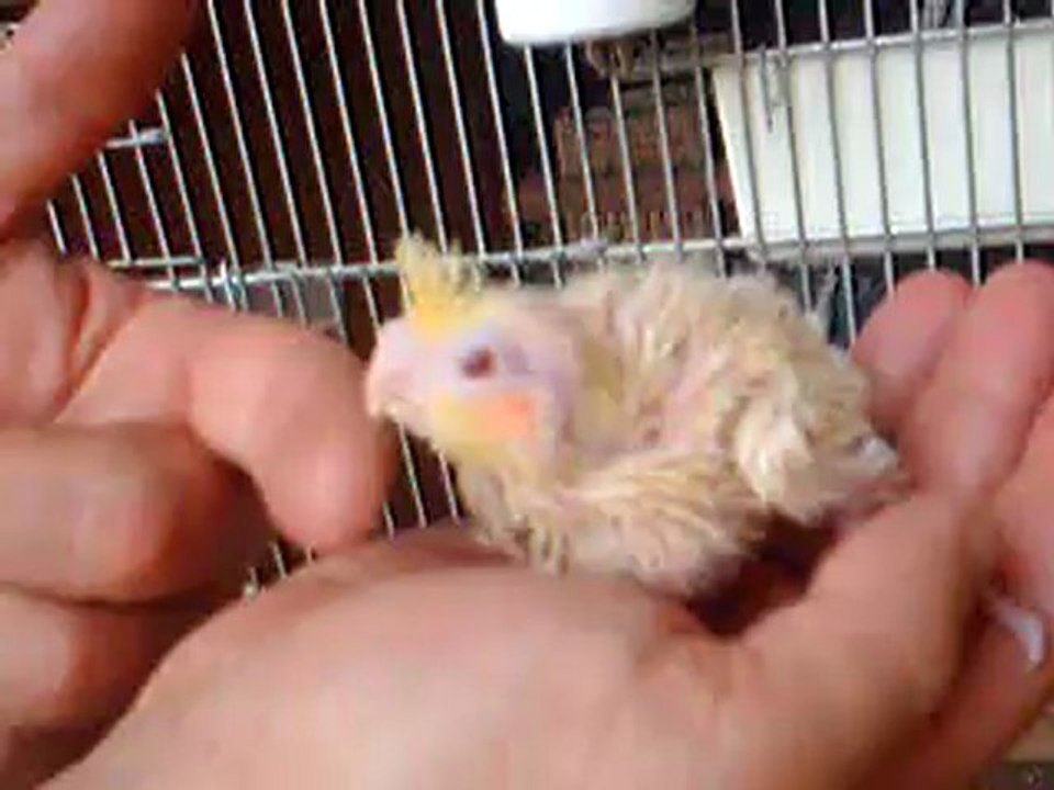 calopsittes jeune au nid