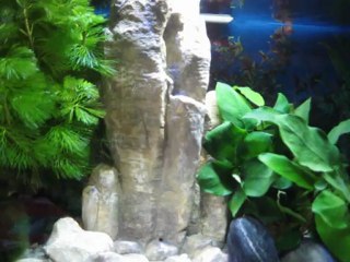 Mes guppys