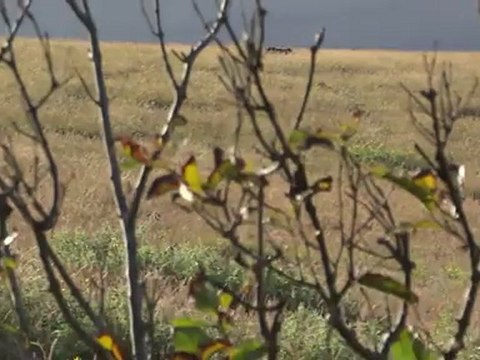 RAPA NUI- Iles de Pâques: La nature merveillse de cette ile!