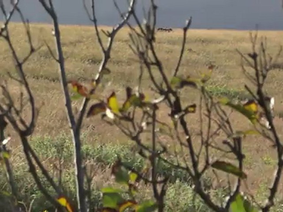 RAPA NUI- Iles de Pâques: La nature merveillse de cette ile!