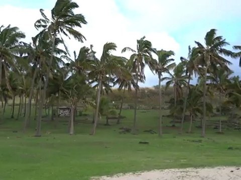 RAPA NUI- Ile de Pâques: Entre nature et mer: Moai et vaches!
