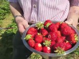 Erdbeerzeit bei Hofreiter - Erdbeeren selber pflücken in und rund um München