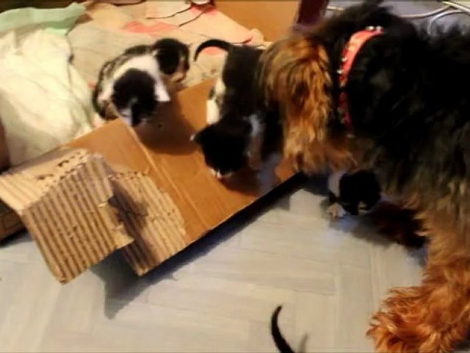 évolution chatons