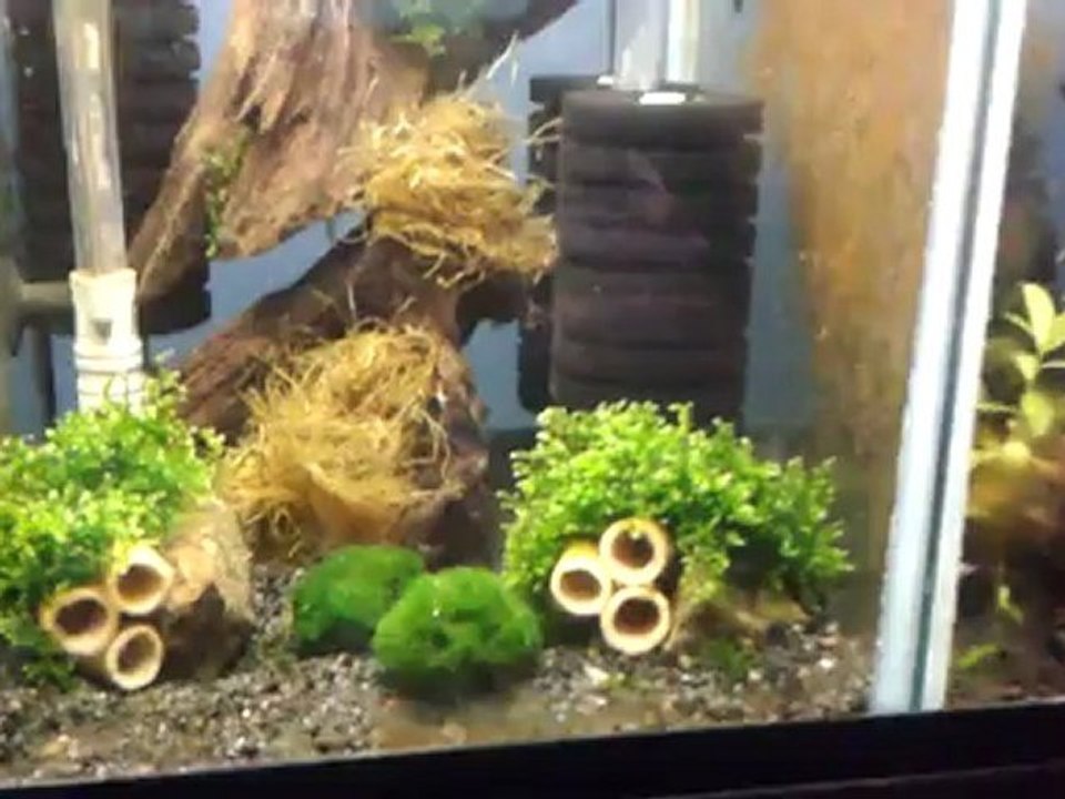 Orange Rili Sakura Tankımın Hazır Hali