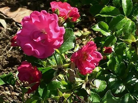 Ambassador Club Antipolis