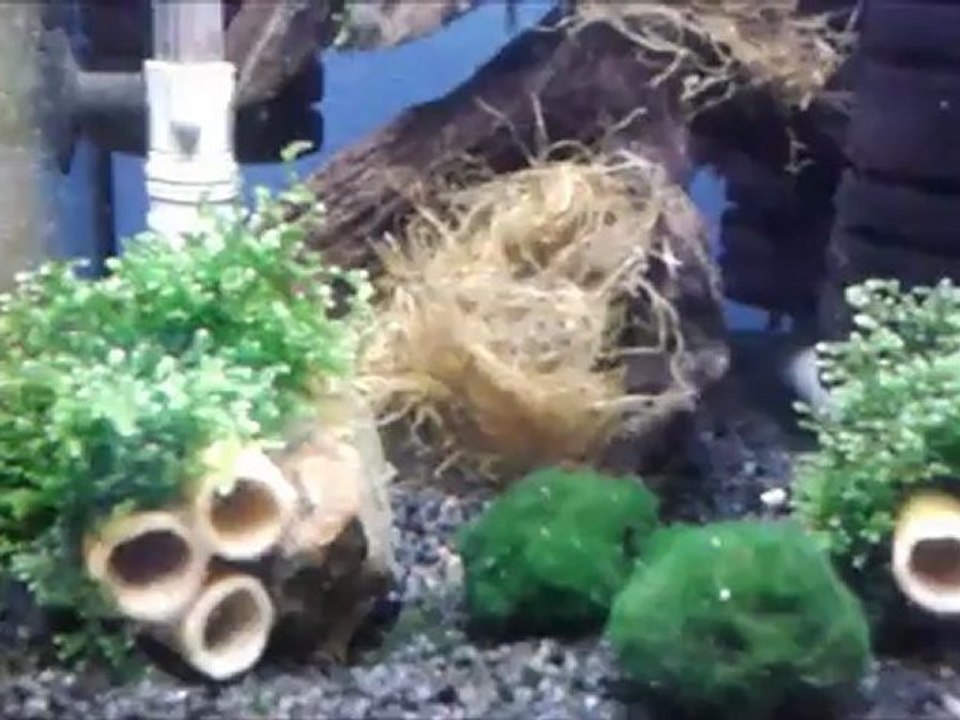 Orange Rili