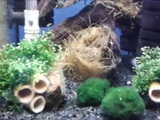 Orange Rili Sakura Tankım