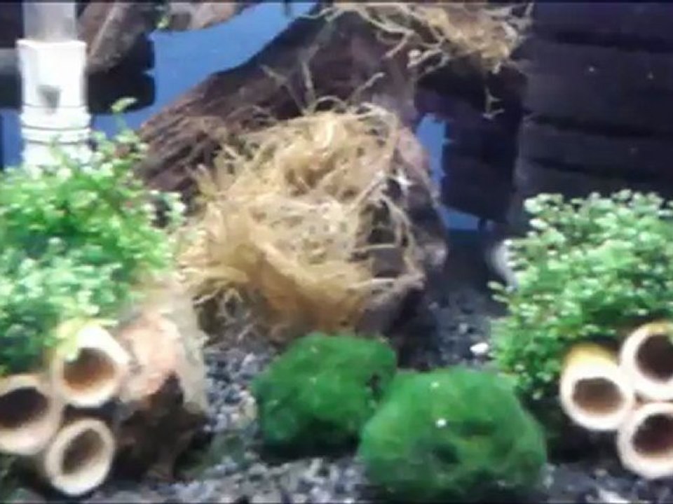 Orange Rili Sakura Tankım Son Hali