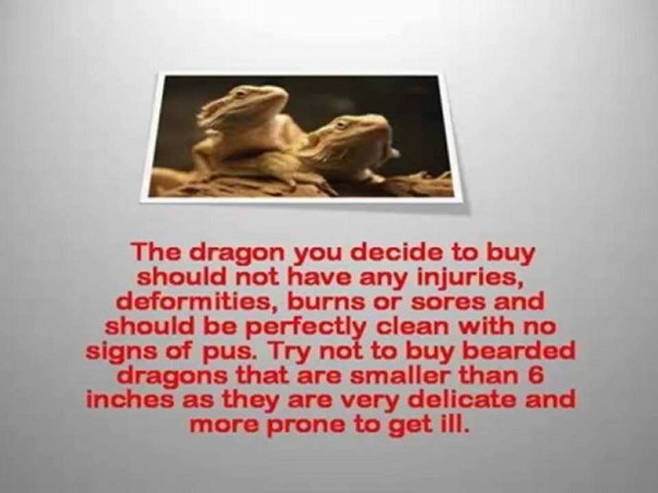 Bearded Dragon Habitat - bearded dragon supplies