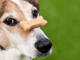How to treat train a dog (positive reinforcement)