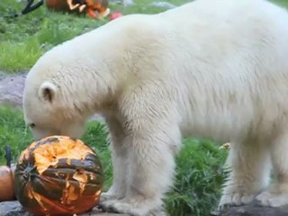 Descargar video: Eisbär Halloween München Hellabrunn 2010 mit 