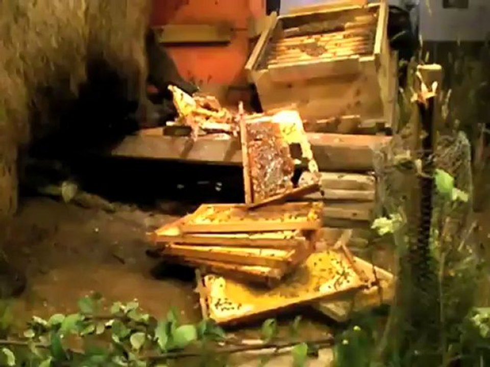 'Bruno' im Museum Mensch & Natur München - Bayerns berühmter 'Problembär'