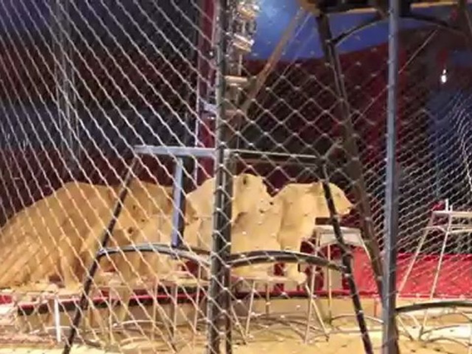 Martin Lacey jr. - Dressurprobe mit Löwen @ Circus Krone Zelt 10.04.2011