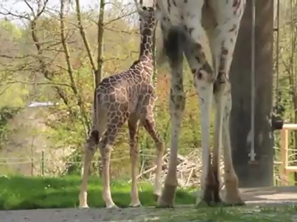 Münchner Giraffenbaby im Zoo Hellabrunn - erster Ausgang ins Gehege am 19.04.2011
