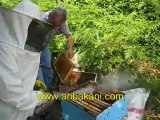 Kestane bal alımı, arıcılık videosu 24.06.2012