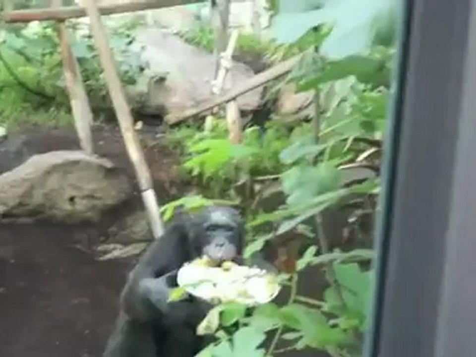 Schimpanse Toni feierte 50. Geburtstag im Münchner Tierpark Hellabrunn
