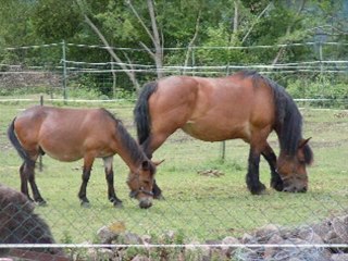 (57) Circuit le pays des 3 frontières CC18C  juin 2011