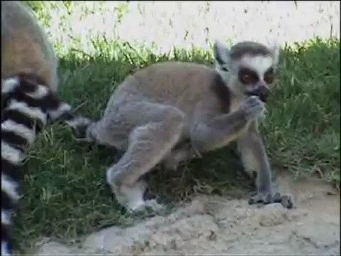 Ring-tailed lemurs playing (Madagascar @ Bioparc Valencia)