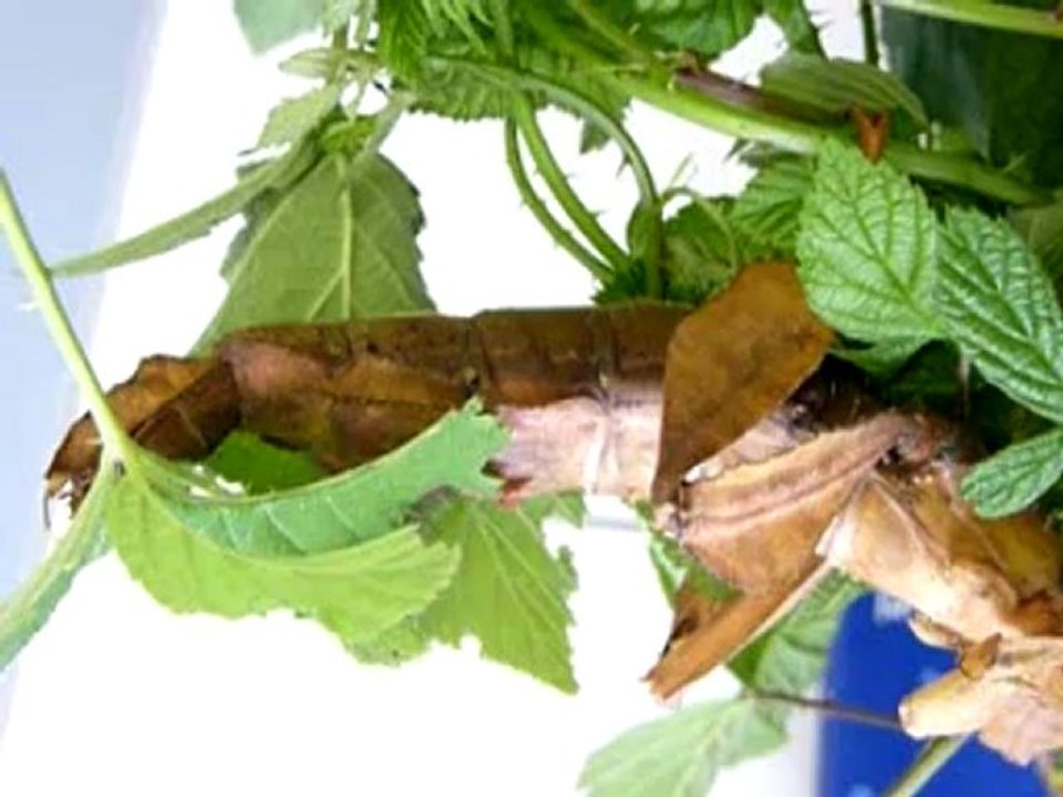 Mouvements respiratoires de phames