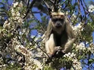 Mission de volontariat Réhabilitation des primates en Argentine : émission d'Ushuaïa TV