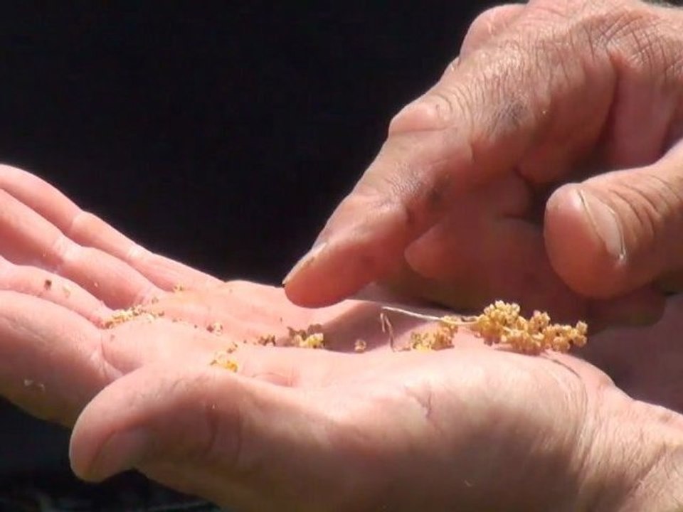 Cultures de Quinoa en Sarthe