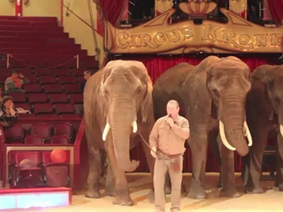 Circus Krone 2012: öffentliche kommentierte Elefantenprobe mit Sonni Frankello