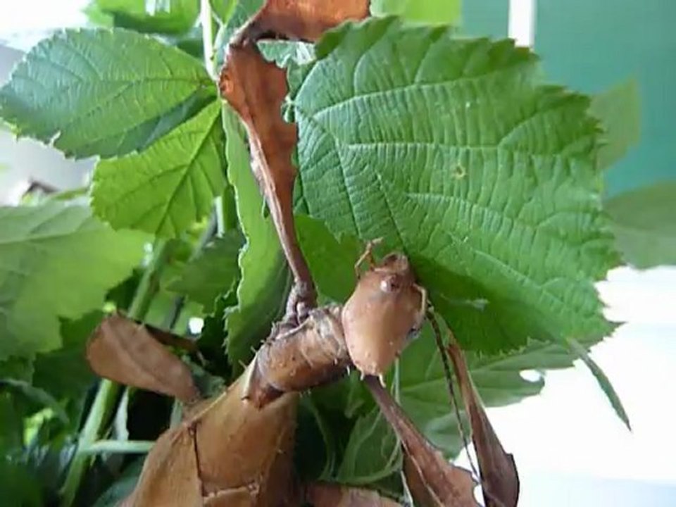 repas phasmes à tiare