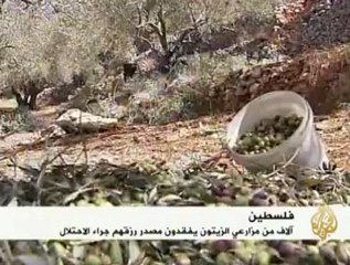 موسم الزيتون في فلسطين تحت نيران الإحتلال
