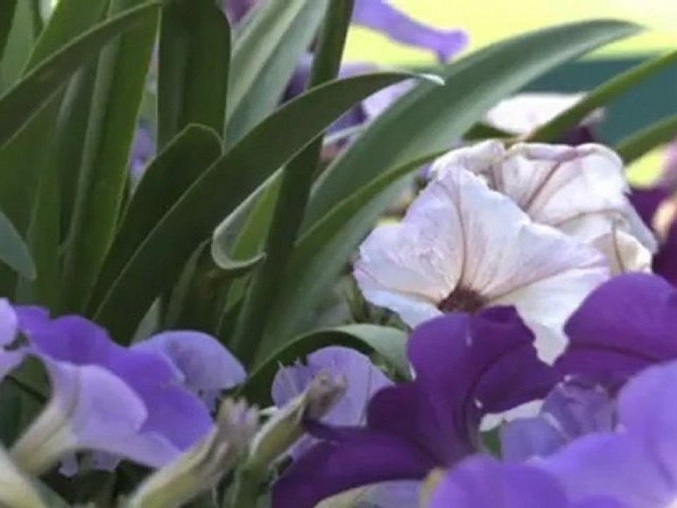 Wimbledon - Kerber und Kohlschreiber im Gleichschritt weiter