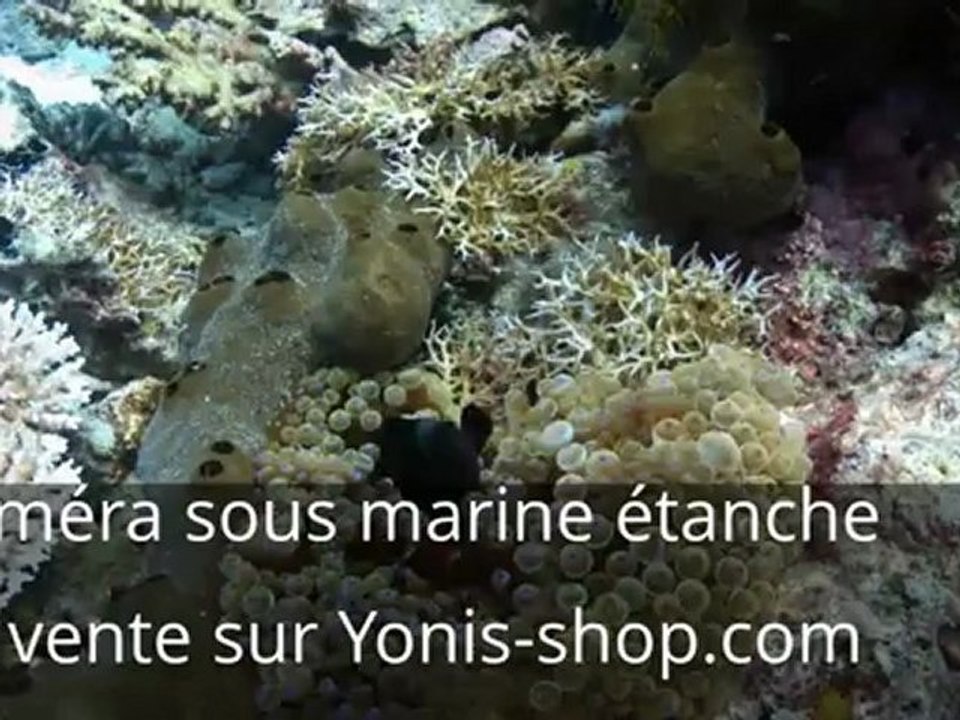 Caméra embarquée étanche - Récif corallien - Yonis shop