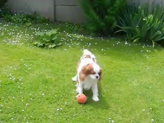 Dans le jardin JUIN 2012