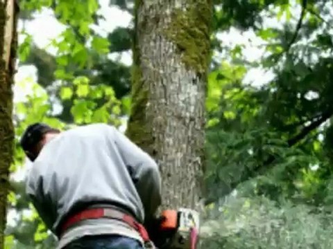 Wrights Stump Grinding & Tree (616) 291-6559