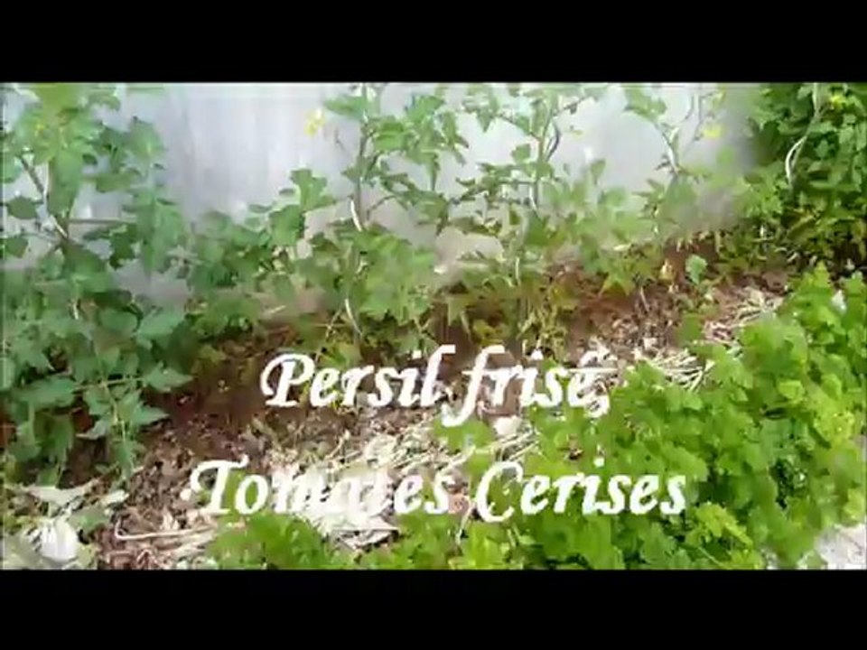 visite de notre potager fin juin