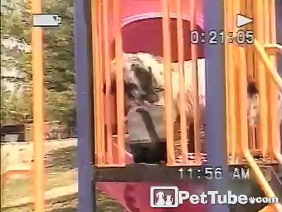 K9 Hits the Gym