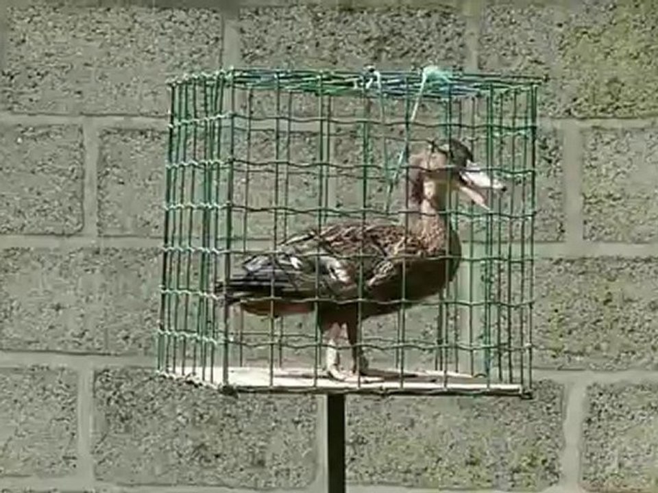 Jeune cane allongeoire 2012