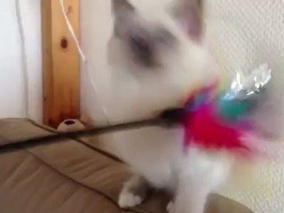 chaton joue avec plumeau