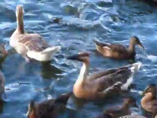 карпы аттакуют уток