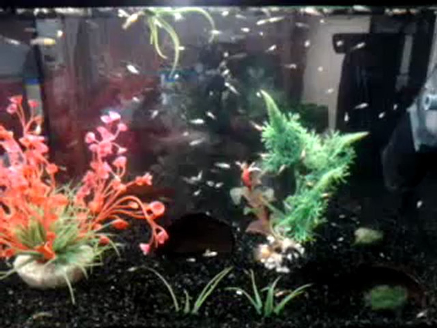 Aquarium Alevins De 250 Alevins Guppy Et Molly Velifera Video Dailymotion