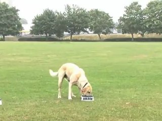 Chip, the guide dog who eats Octupus for Brekkie predicts the Spurs/Man City result