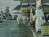 Greenpeace : l'ours polaire SDF de Londres