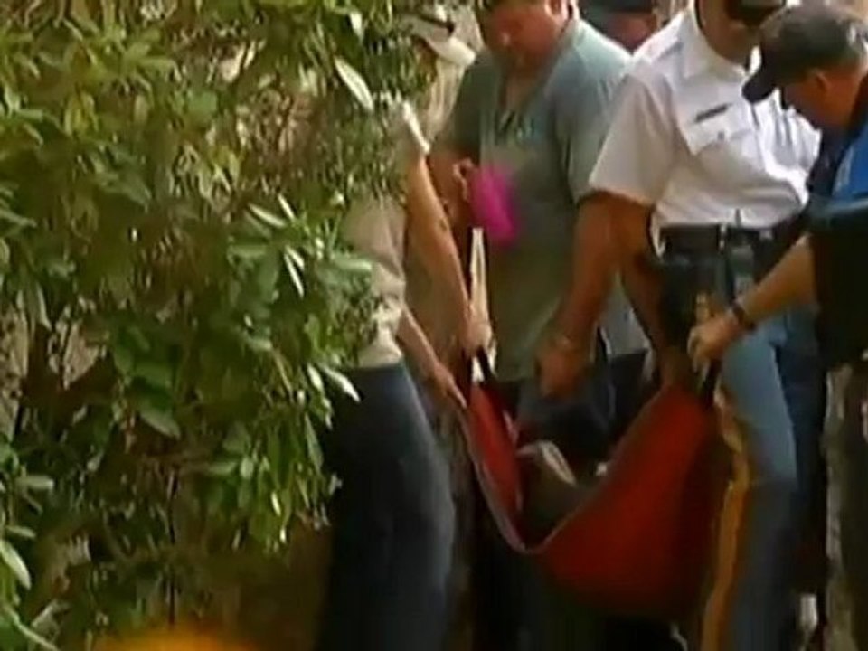 Tranquilised bear falls out of tree